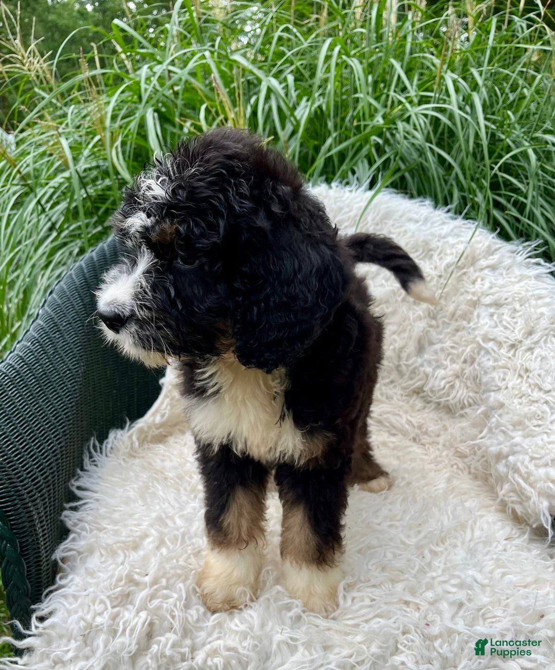 Bernedoodle dogs for sale: Paisley - Image 5