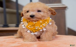 Maltipoo dogs for sale: Maltipoo 1 puppies - Image 2