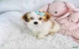 Toy Poodle dogs for sale: Prescott - Image 1