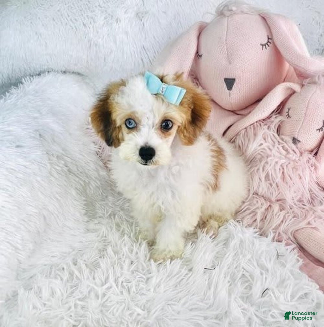 Toy Poodle dogs for sale: Prescott - Image 1