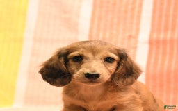 Dachshund dogs for sale: Katie - Image 4
