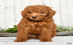 Miniature Poodle dogs for sale: Zinc - Image 1