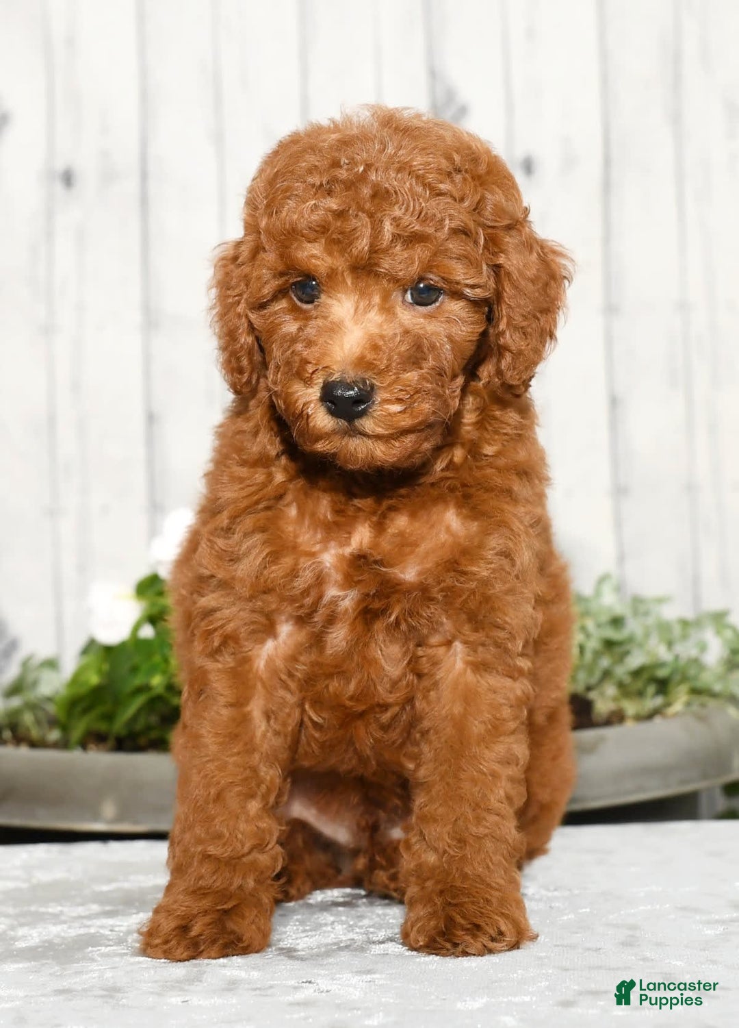 Miniature Poodle dogs for sale: Zinc - Image 1