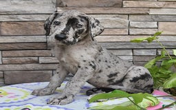 Great Dane dogs for sale: Harmony - Image 1