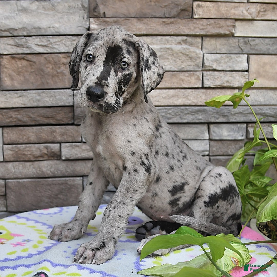 Great Dane dogs for sale: Harmony - Image 1