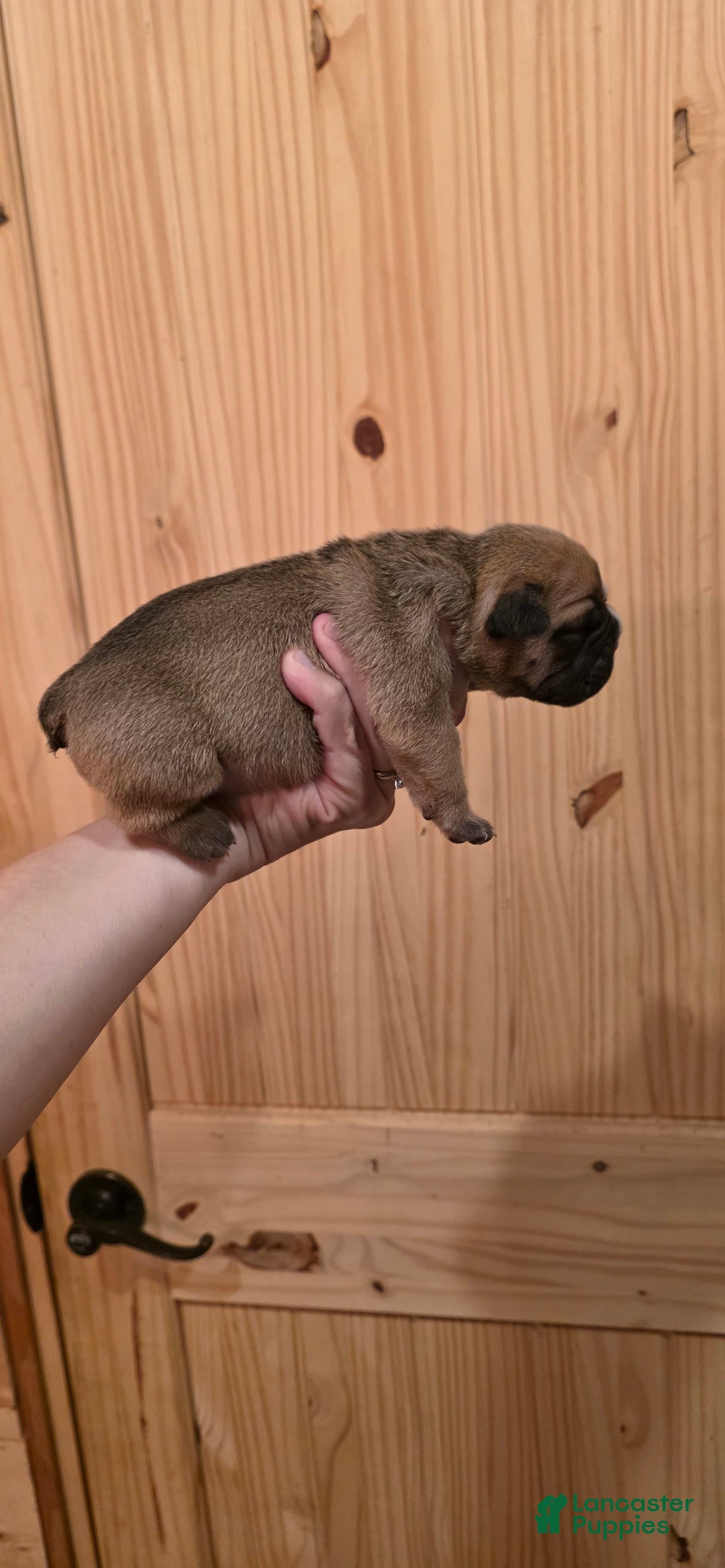 Olde English Bulldogge dogs for sale: Ozzy - Image 6