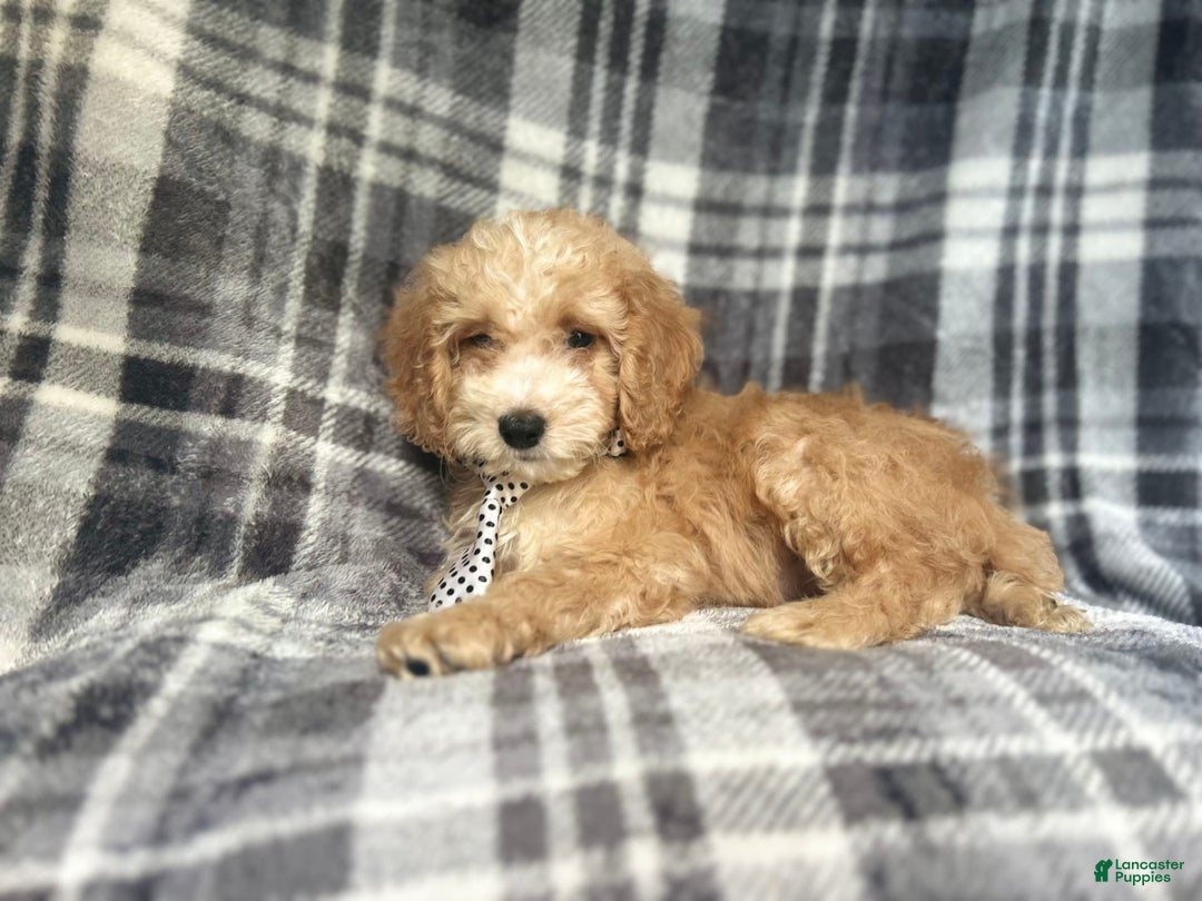 Cockapoo dogs for sale: Kam - Image 4