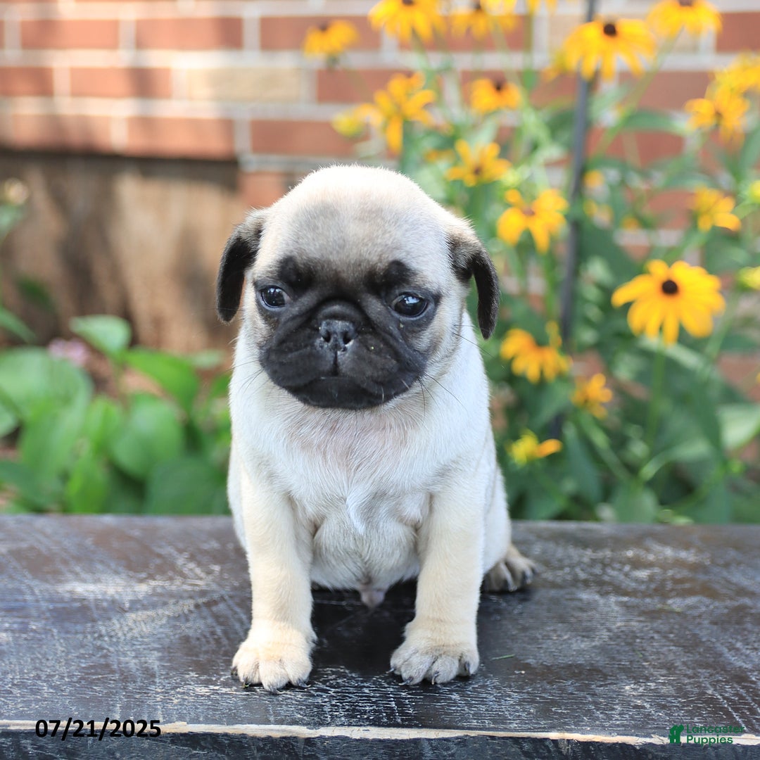 Pug dogs for sale: Benji - Image 5