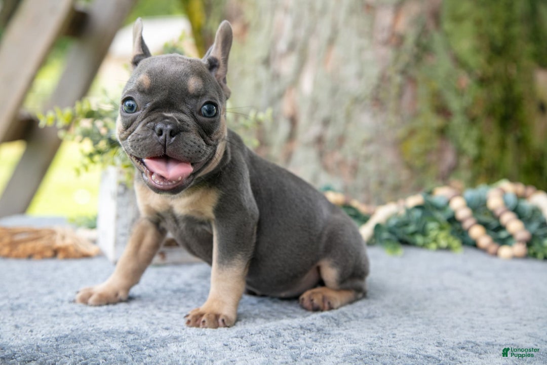 French Bulldog dogs for sale: French Bulldog 5 puppies - Image 10