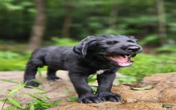 Labradoodle dogs for sale: Madoc - Image 3