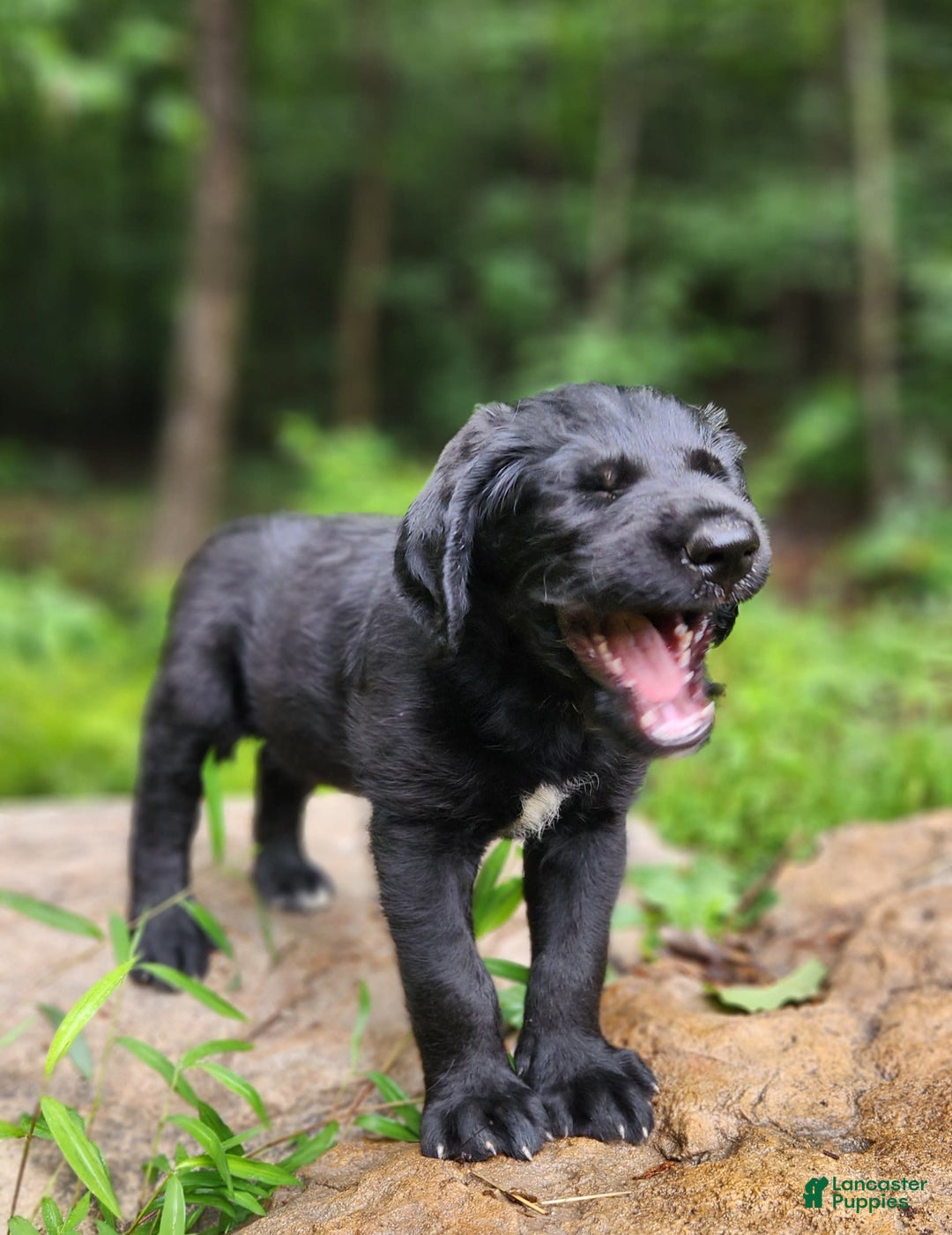 Labradoodle dogs for sale: Madoc - Image 3