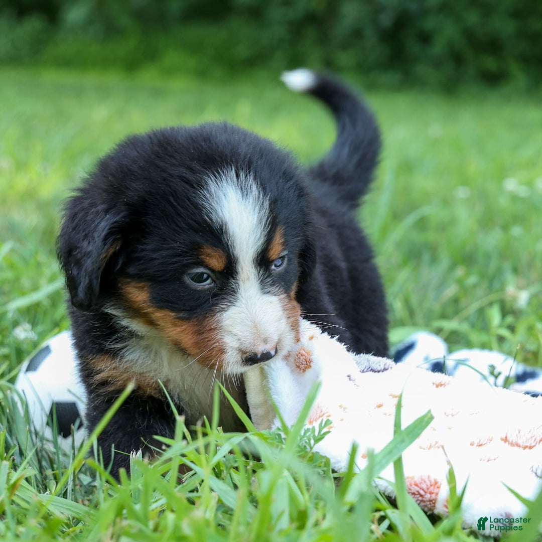 Bernese Mountain Dog dogs for sale: Sweetheart - Image 21