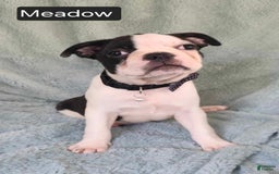 Boston Terrier dogs for sale: Meadow - Image 2