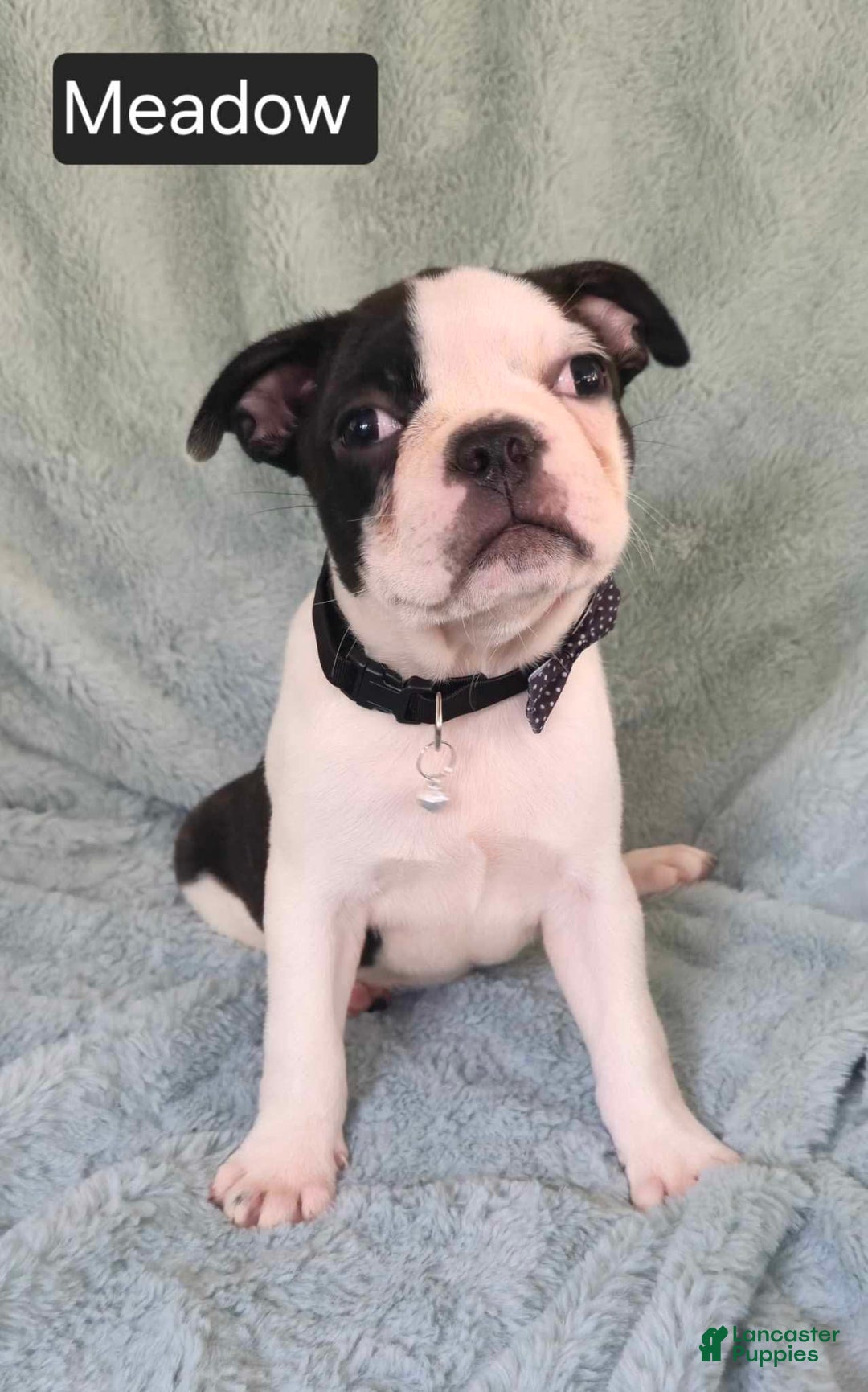 Boston Terrier dogs for sale: Meadow - Image 2