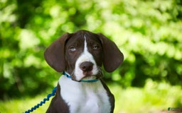 Great Dane dogs for sale: Jack - Image 15