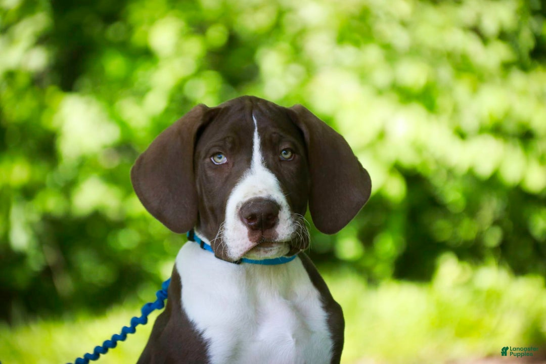 Great Dane dogs for sale: Jack - Image 15