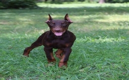 Doberman Pinscher dogs for sale: Atlas - Image 7