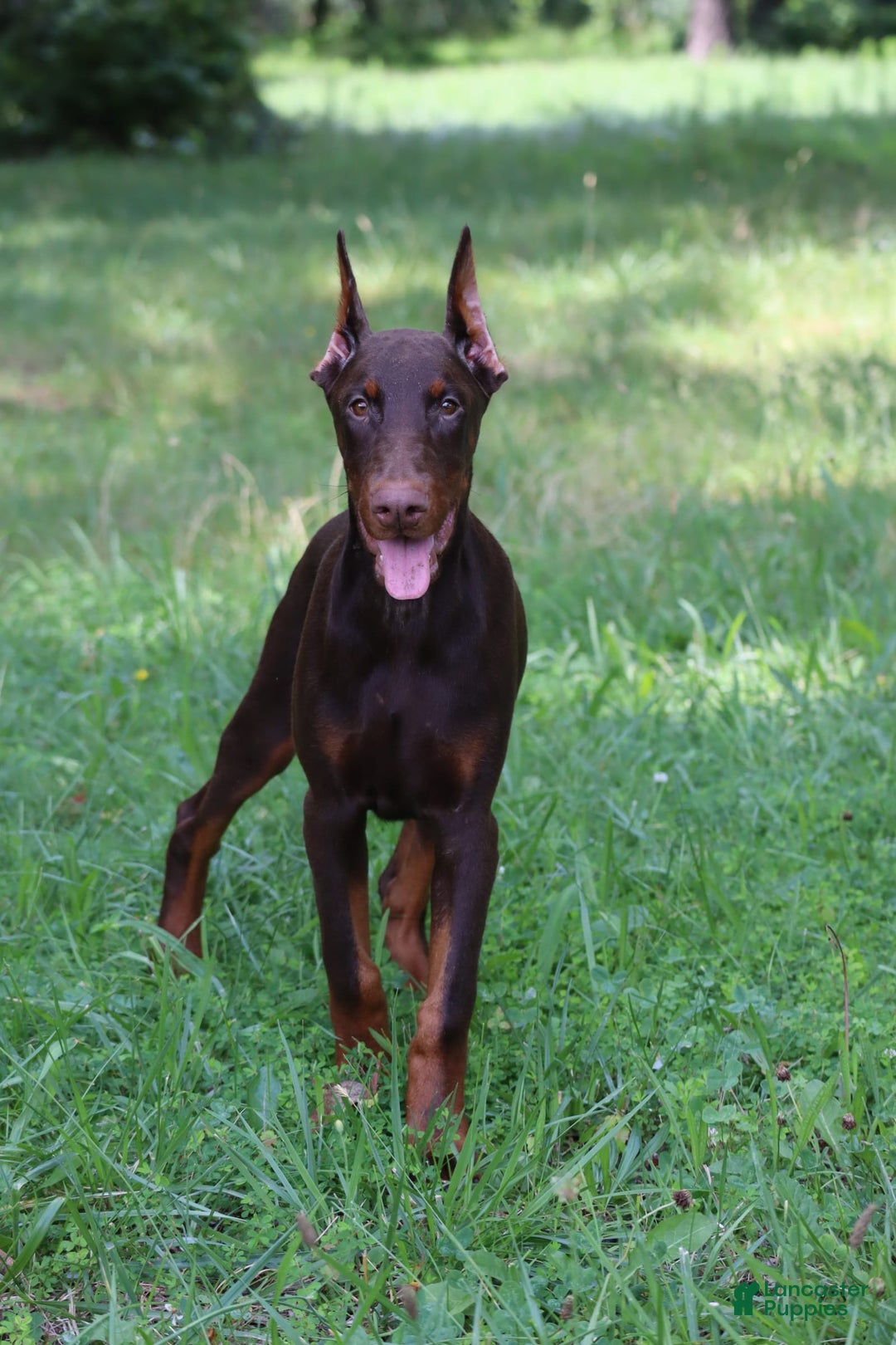 Doberman Pinscher dogs for sale: Atlas - Image 7