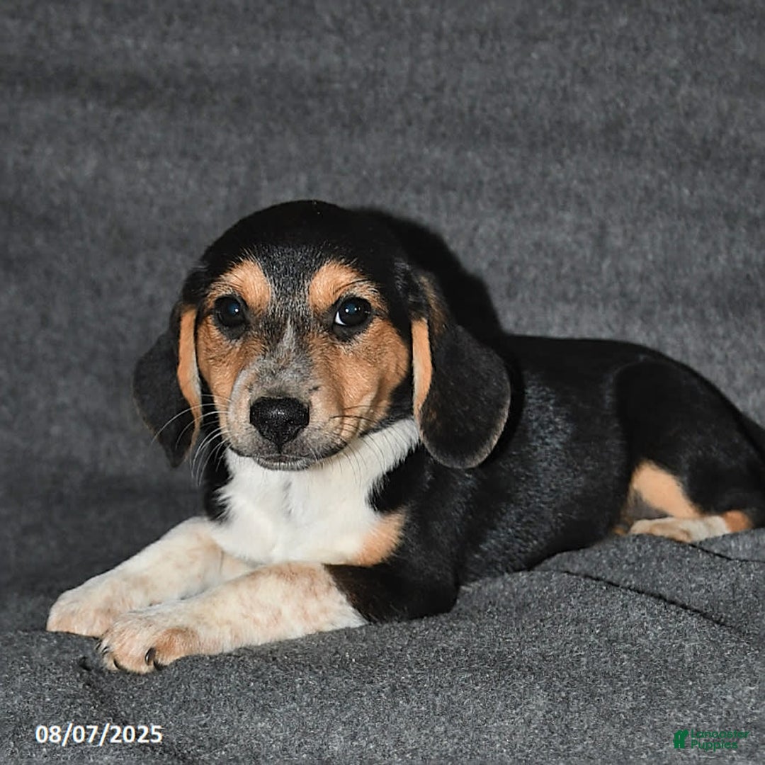 Australian Shepherd dogs for sale: Australian Shepherd 5 puppies - Image 7