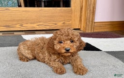 Cockapoo dogs for stud: Waylon - Image 1