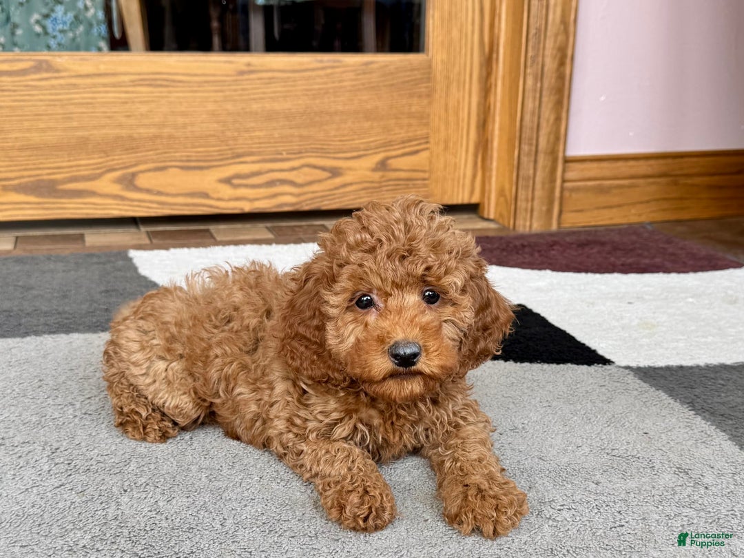 Cockapoo dogs for stud: Waylon - Image 1