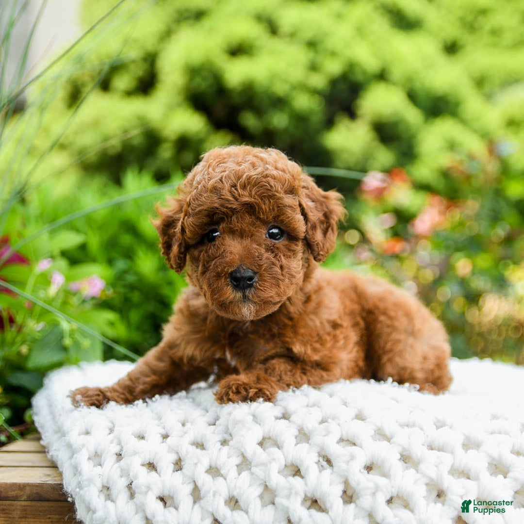 Toy Poodle dogs for sale: Hazel - Listing for pets: Hazel, Harley - Image 1