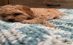 Miniature Poodle dogs for sale: Lili - Image 4