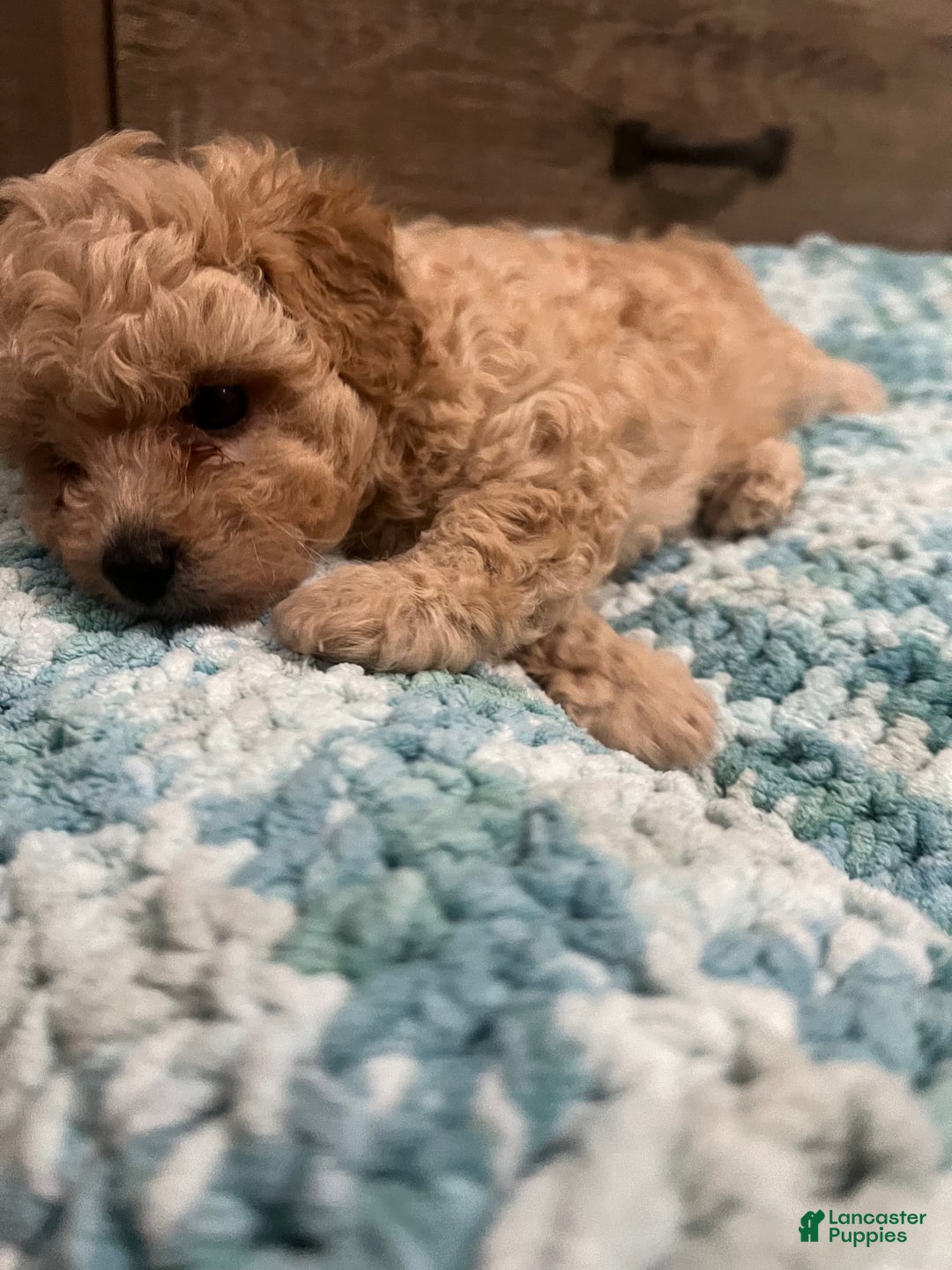 Miniature Poodle dogs for sale: Lili - Image 4