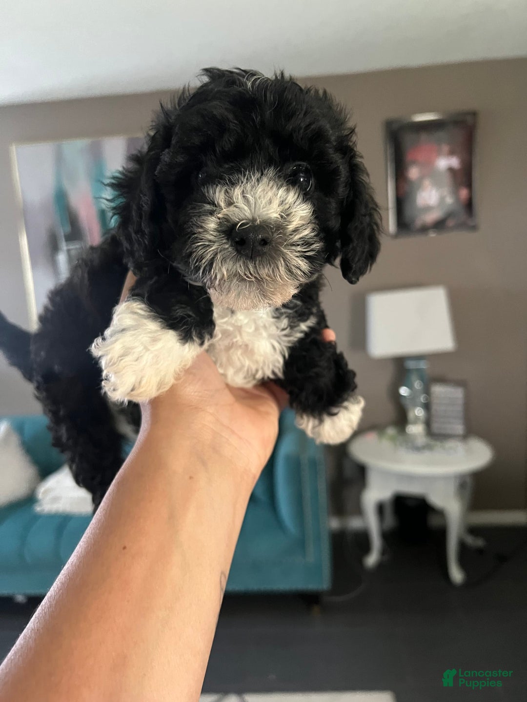 Maltipoo dogs for sale: King - Image 1