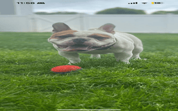 American Bully dogs for sale: Scottie - Image 4