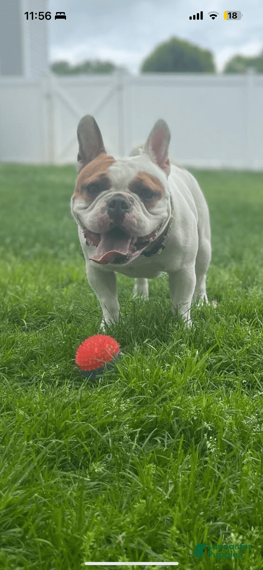 American Bully dogs for sale: Scottie - Image 4
