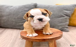 Beabull dogs for sale: Kobe - Image 1