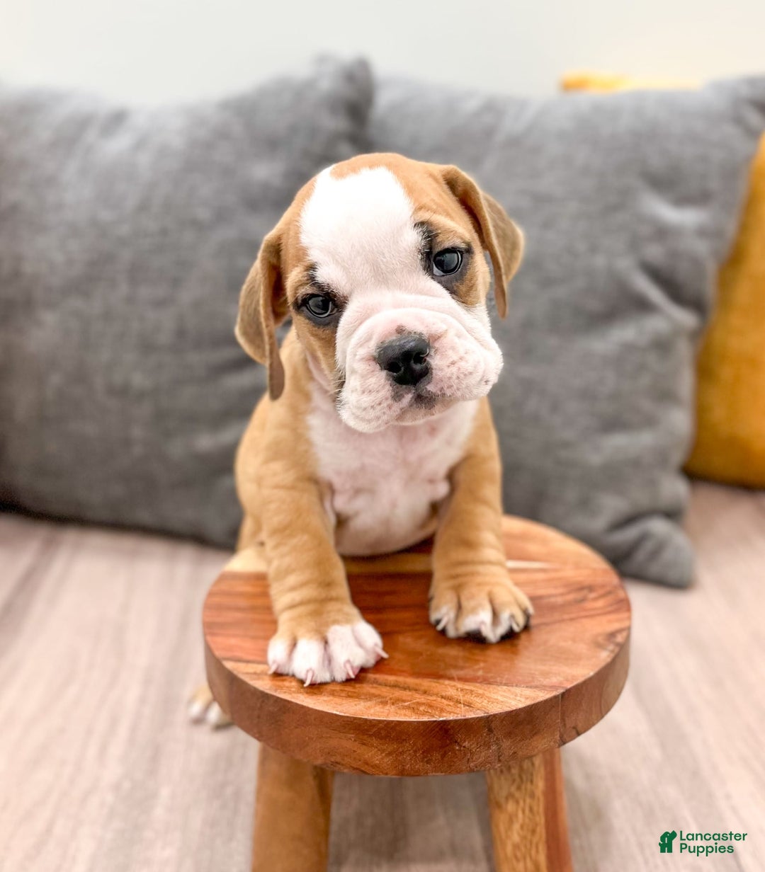 Beabull dogs for sale: Kobe - Image 1
