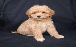 Bichpoo dogs for sale: Brady - Image 4