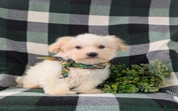 Maltese dogs for sale: Gus - Image 7