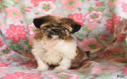 Shih Tzu dogs for sale: Scott - Image 5