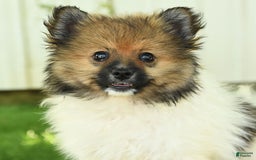 Pomeranian dogs for sale: Jimmy - Image 2