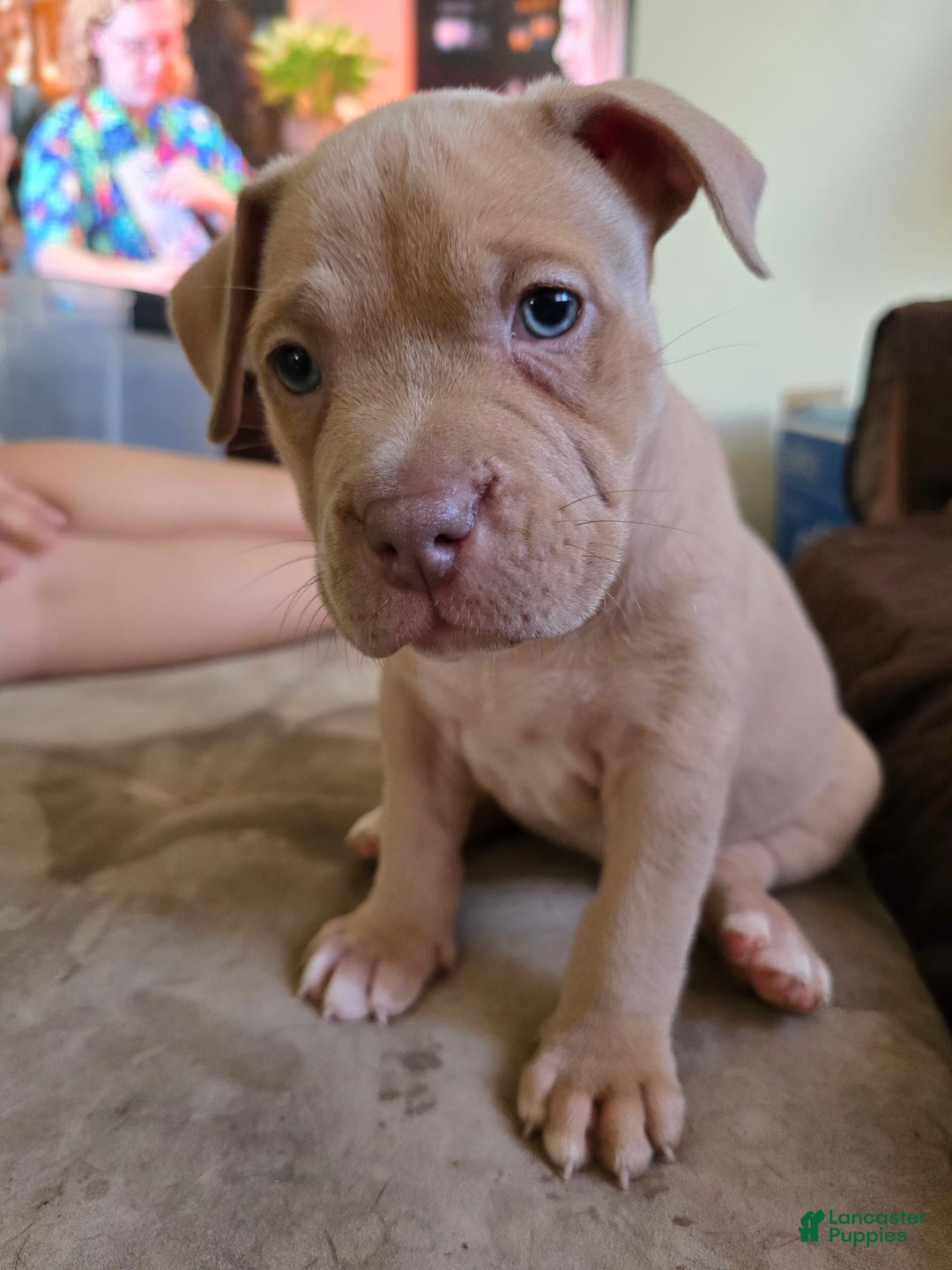 American Bully dogs for sale: Caseoh - Image 3