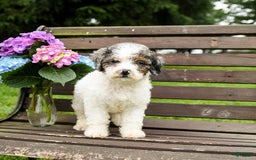Mini Bernedoodle dogs for sale: Margo - Image 7
