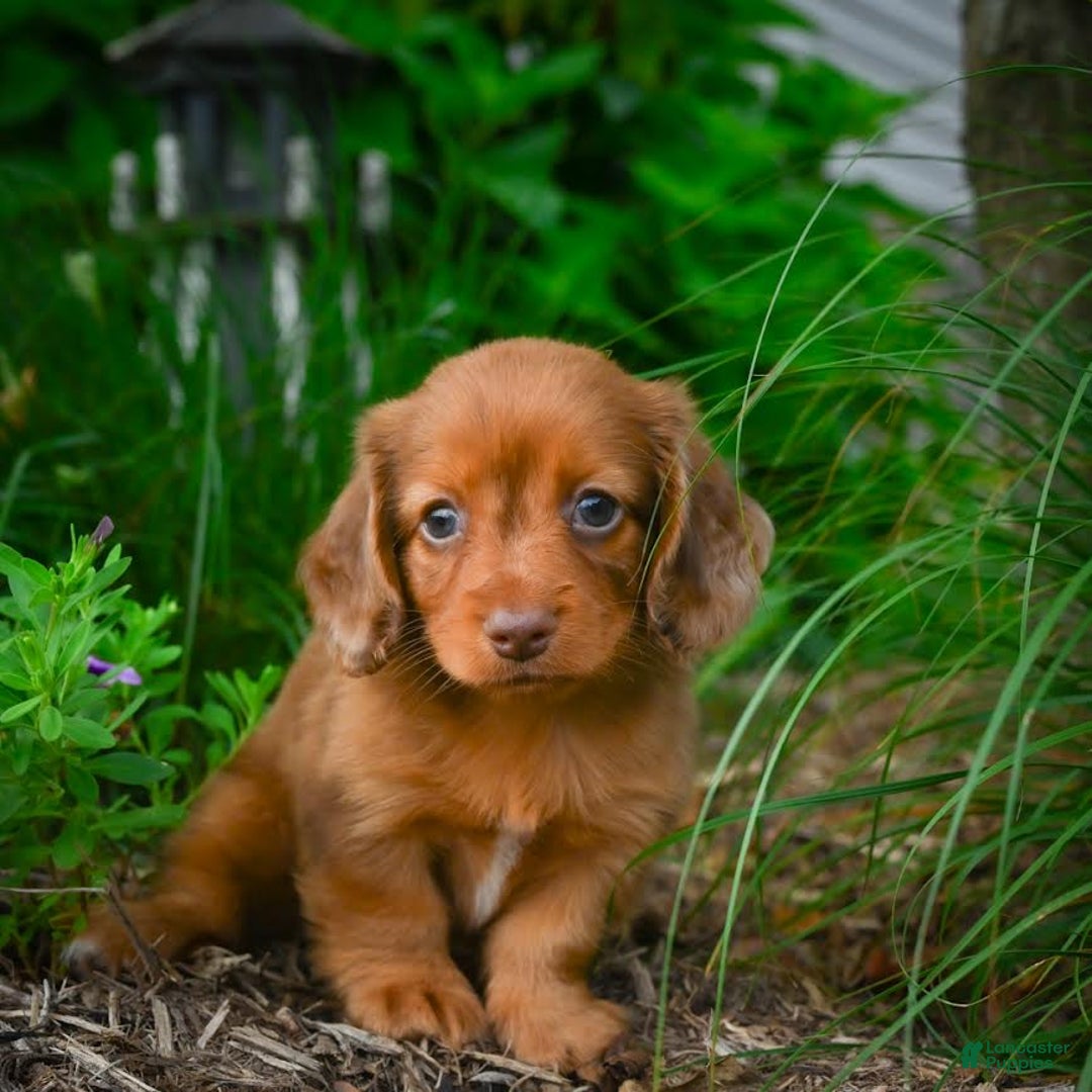 Miniature Dachshund dogs for sale: Sugar - Image 7