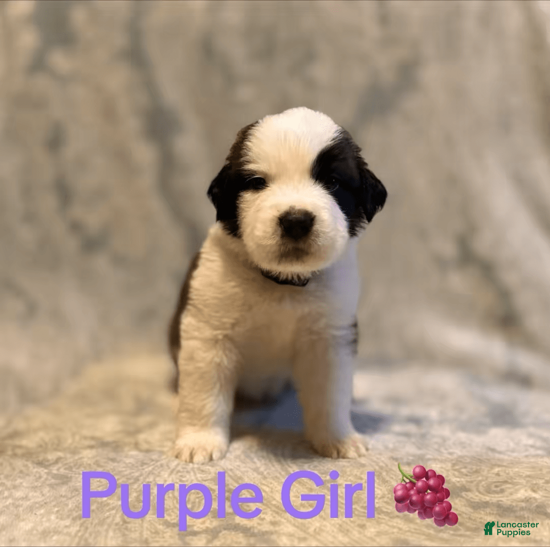 Saint Bernard dogs for sale: 14 Saints Available - Image 4