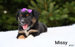 Miniature Australian Shepherd dogs for sale: Missy - Image 3