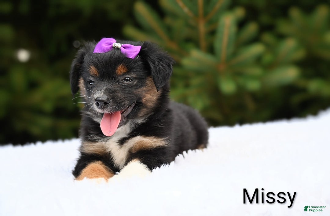 Miniature Australian Shepherd dogs for sale: Missy - Image 3