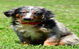 Miniature Australian Shepherd dogs for sale: Alex - Image 7