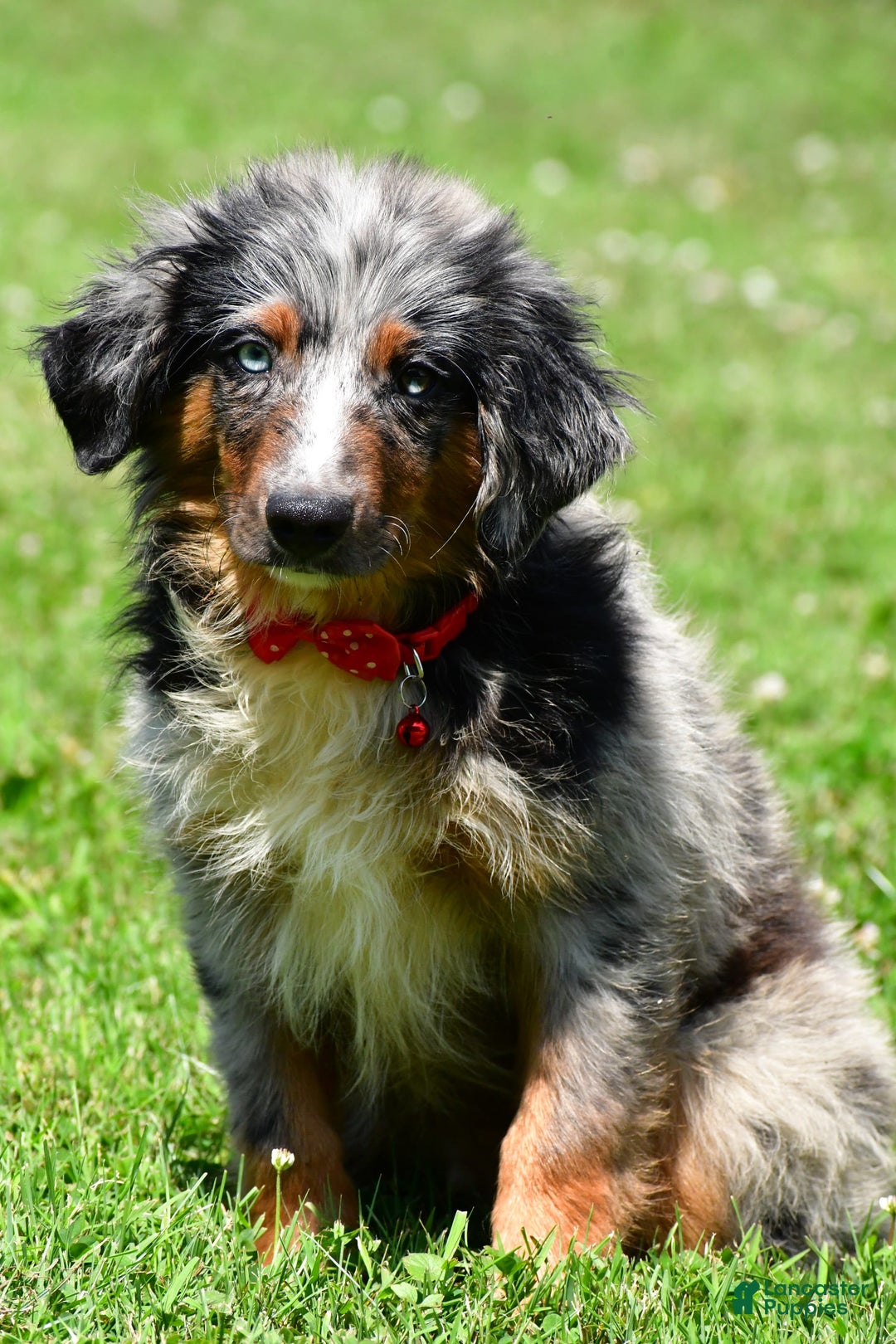 Miniature Australian Shepherd dogs for sale: Alex - Image 7