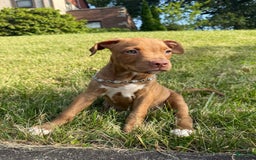 American Staffordshire Terrier dogs for sale: Fiyero - Image 11