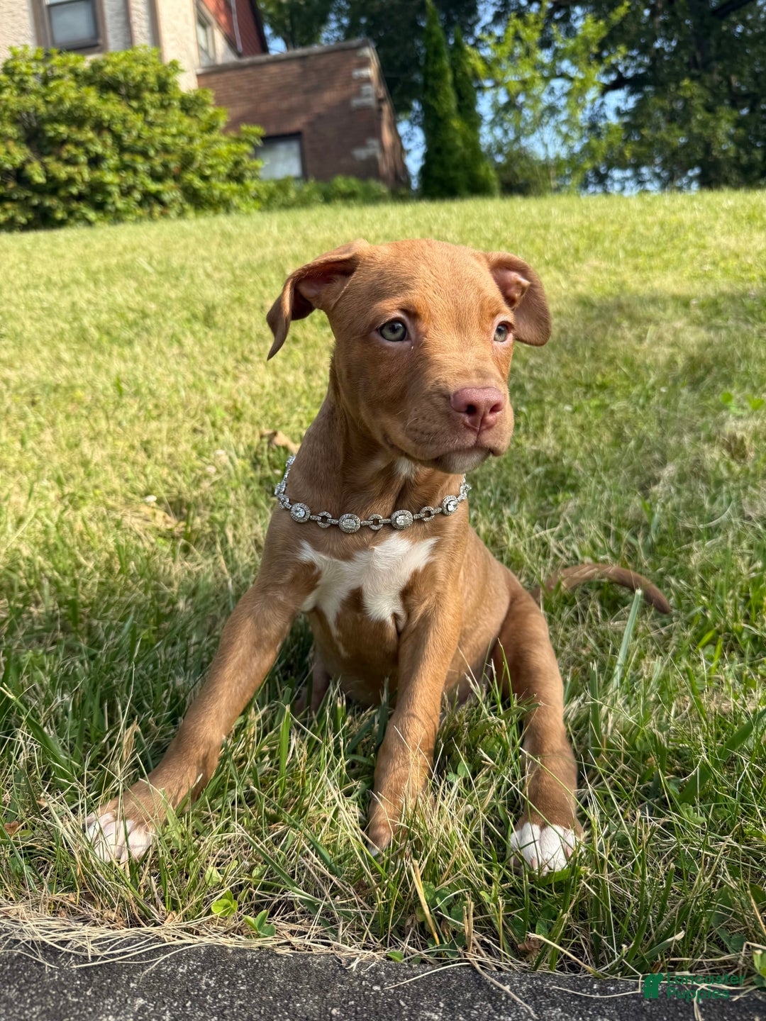 American Staffordshire Terrier dogs for sale: Fiyero - Image 11