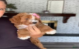 Bernedoodle dogs for sale: Autumn - Image 10