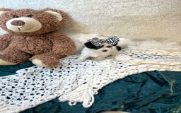 Yorkiepoo dogs for sale: Cherry - Image 6