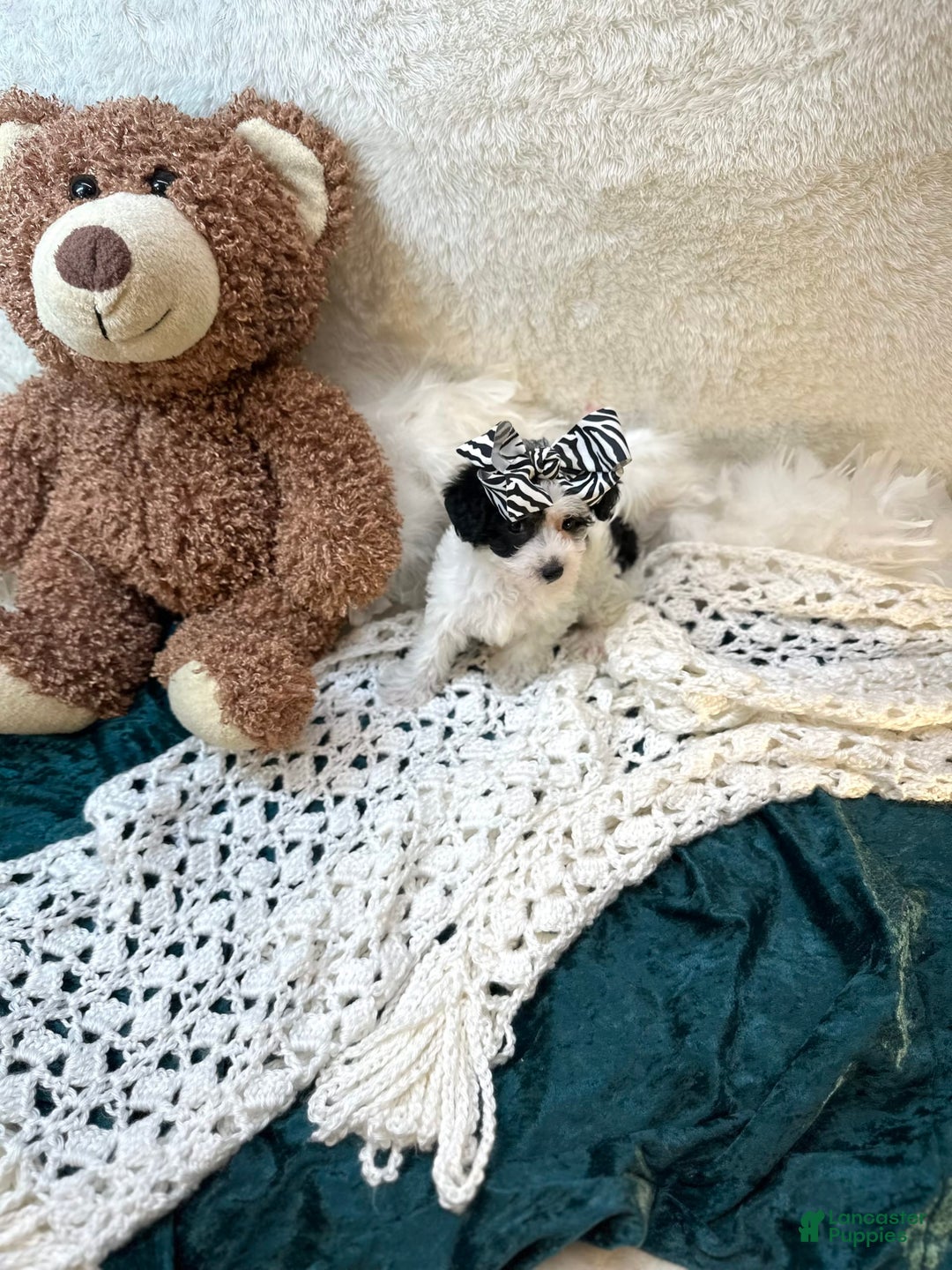 Yorkiepoo dogs for sale: Cherry - Image 6